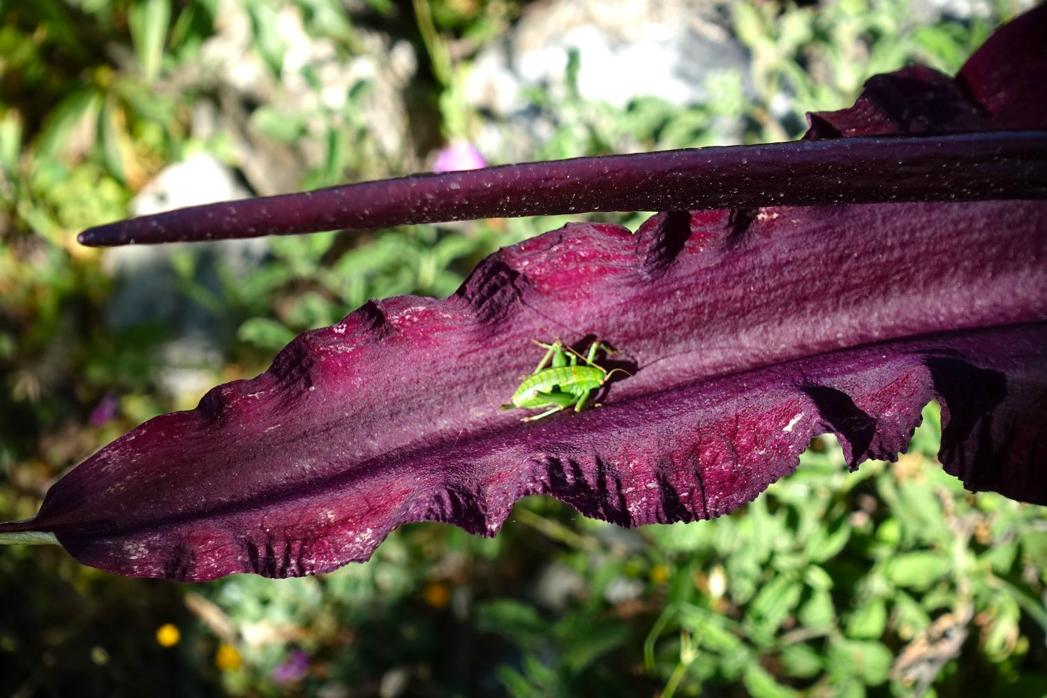 Kulørt flora og fauna.
