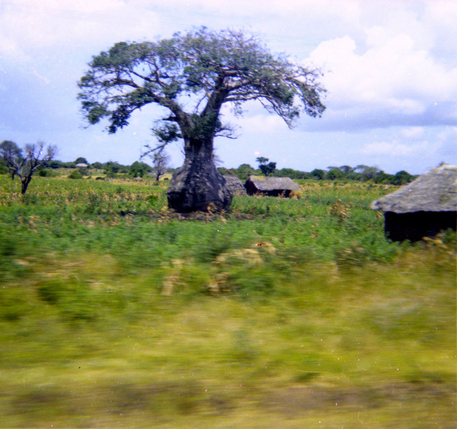 Baobab...