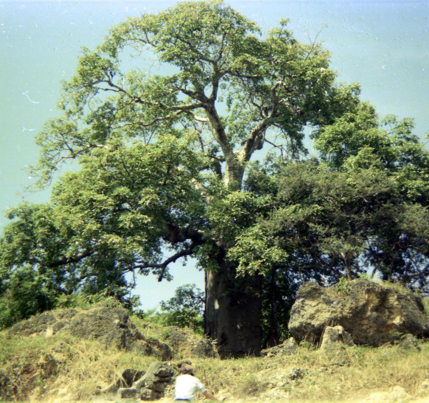 ...og endnu en baobab