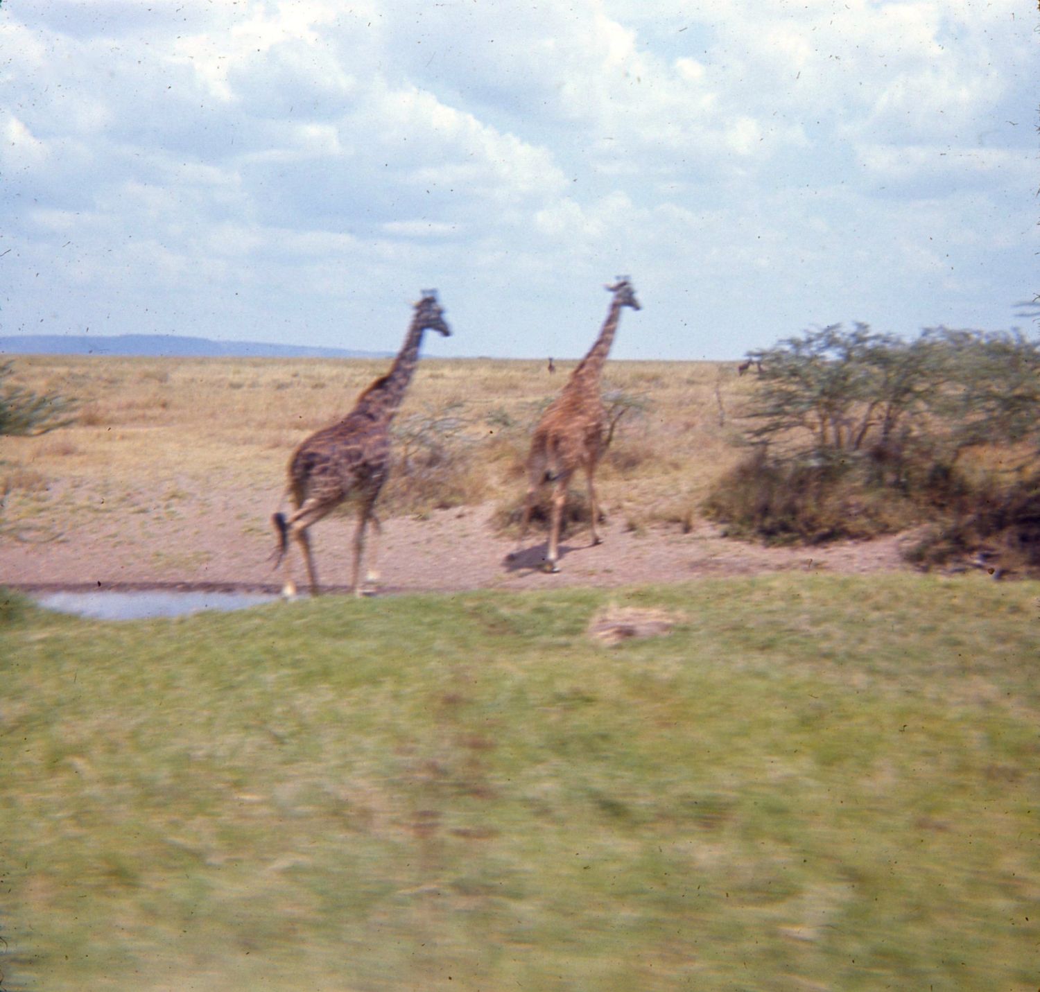 Giraffer i Serengeti