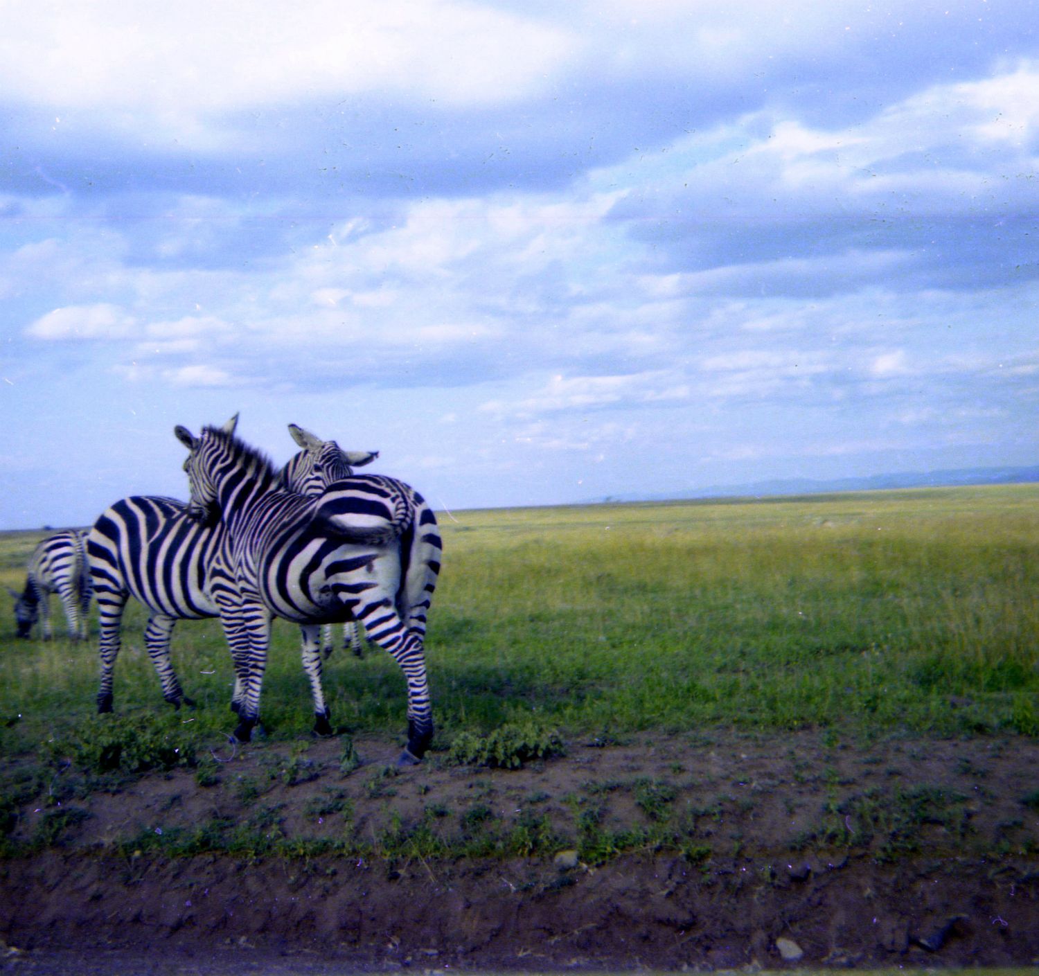 Zebraer i  Nairobi Safari Park