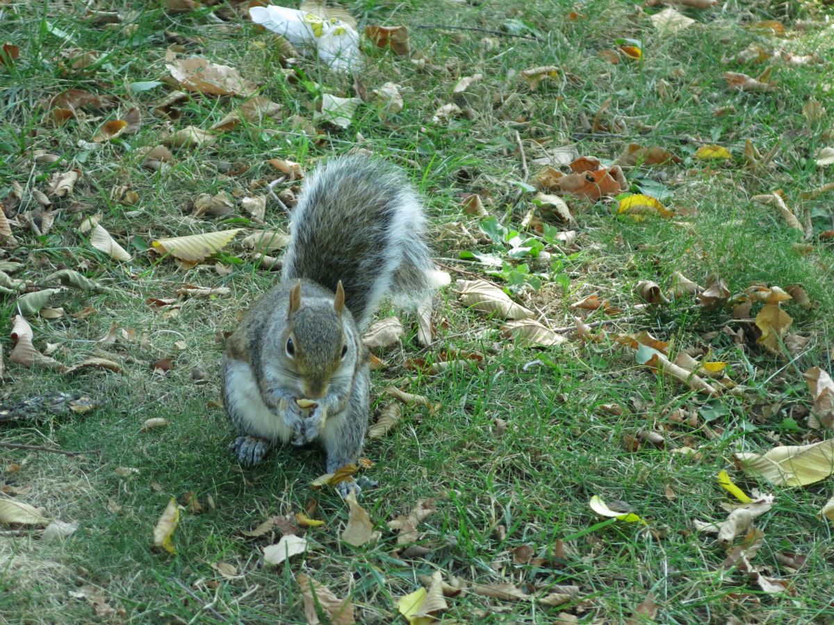 Squirrel