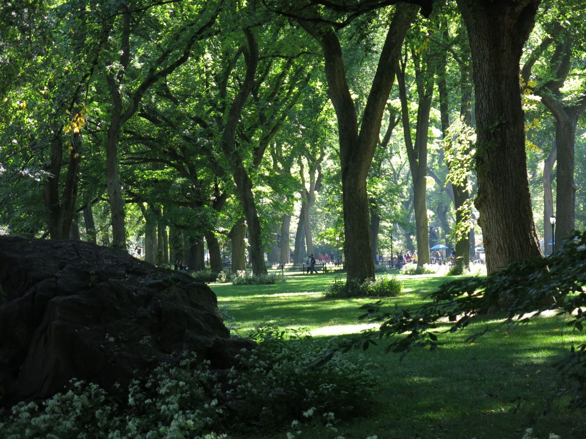 Vildnis i Central Park