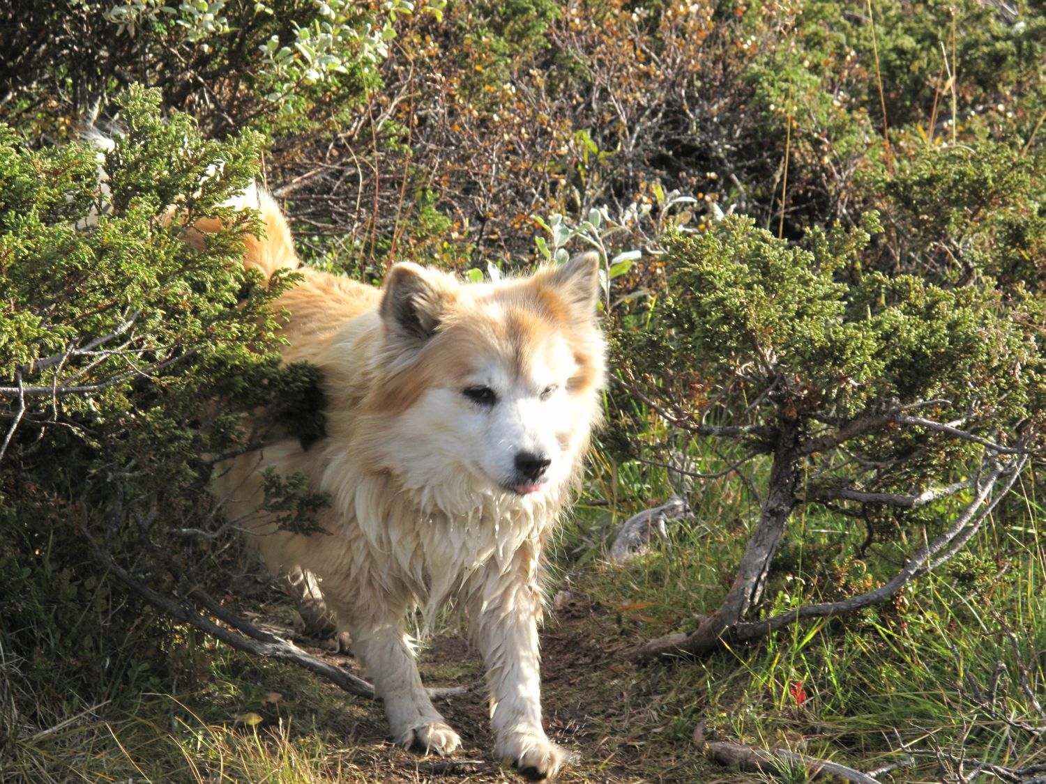 På fjellet blir Tiki ung igjen