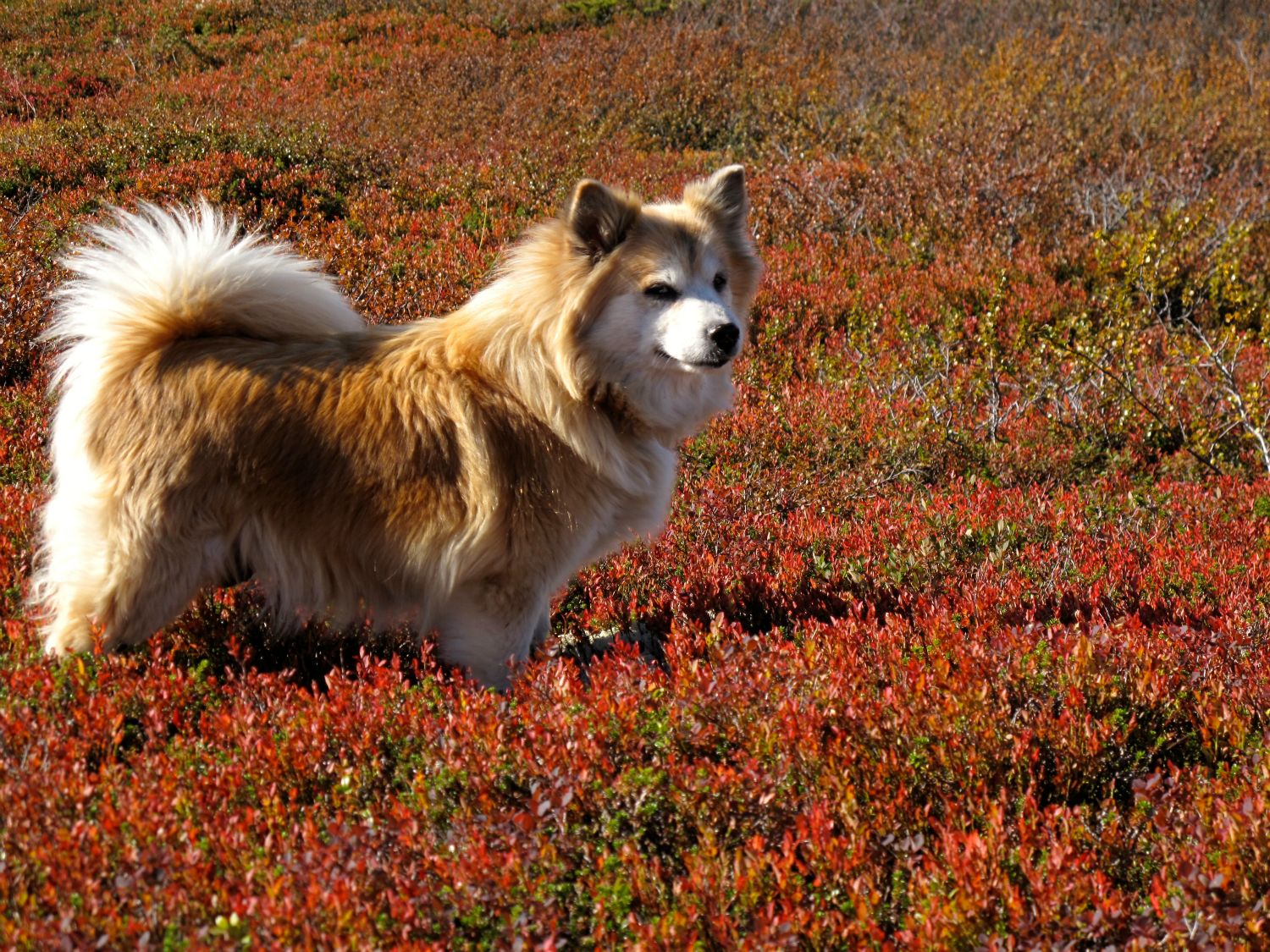 Pen hund i pene blåbær