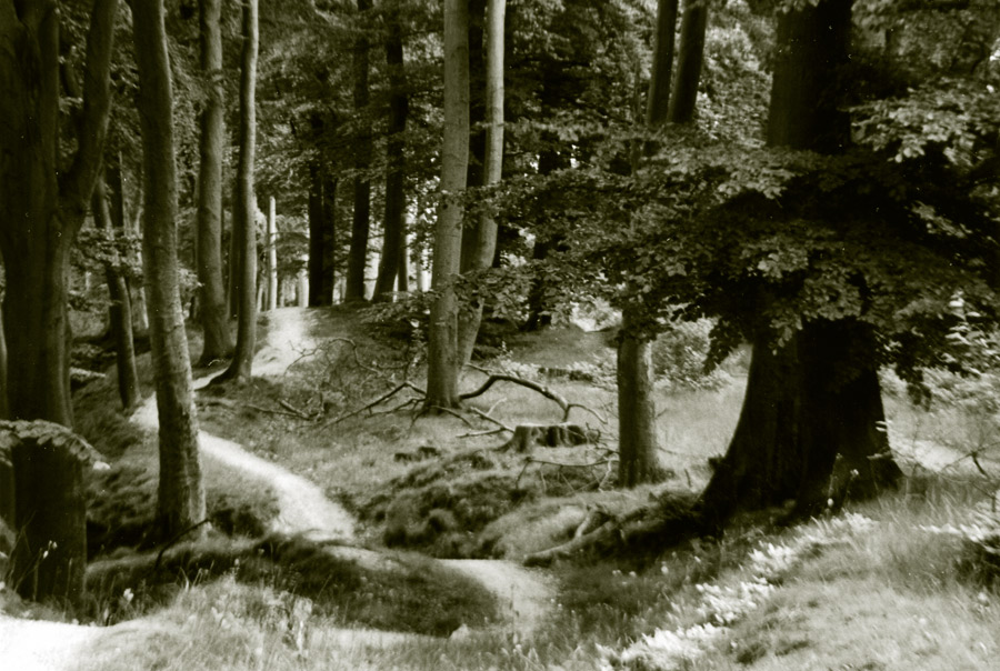 Frederiksdal skov