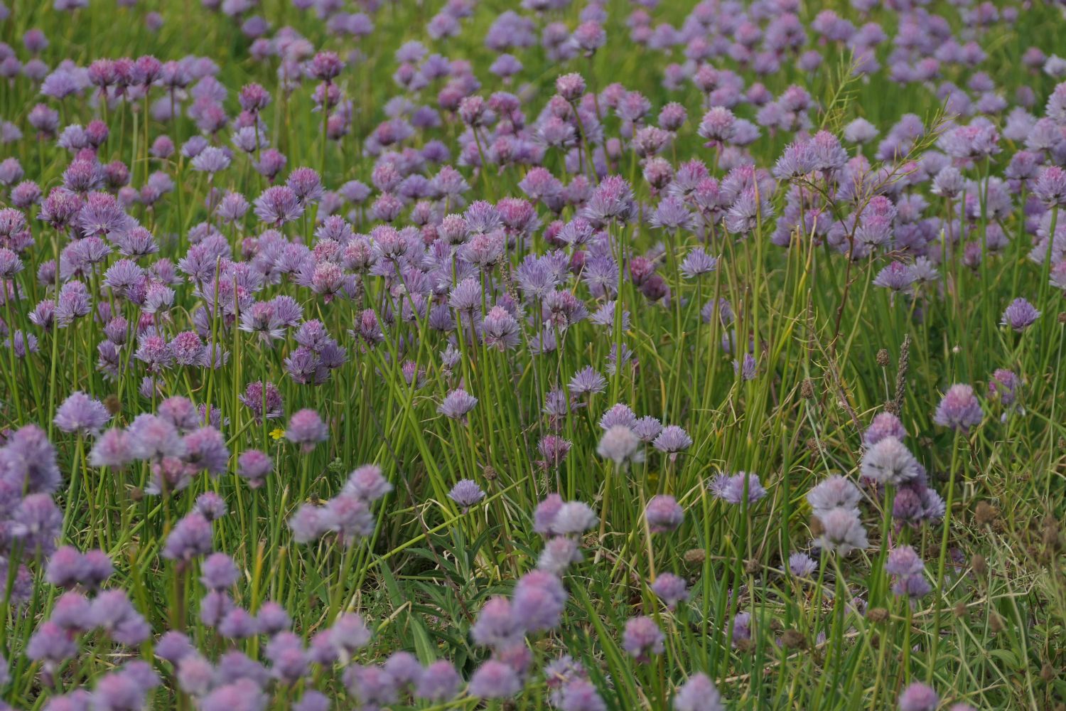 Gressløkene (purløgene) blomstrer.