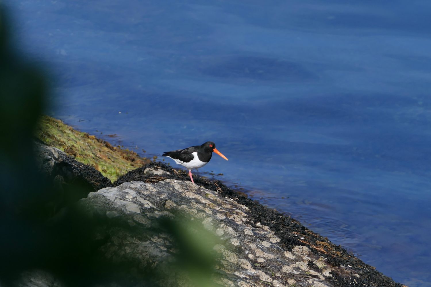 Tjeld (strandskade).