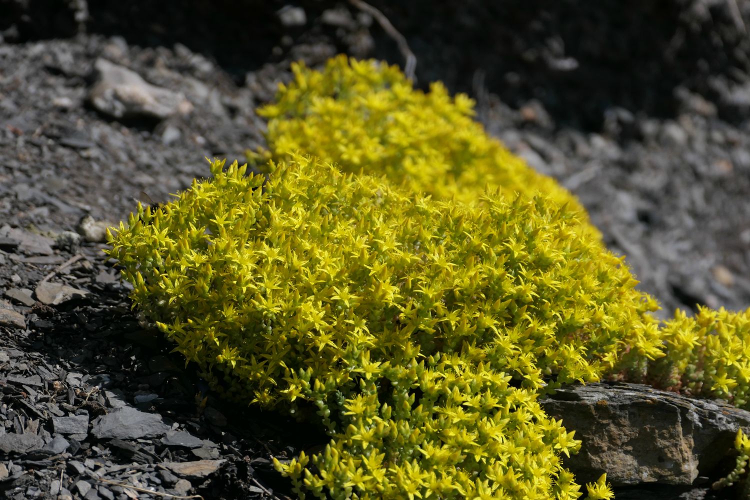 Bitterbergknapp (bidende stenurt)