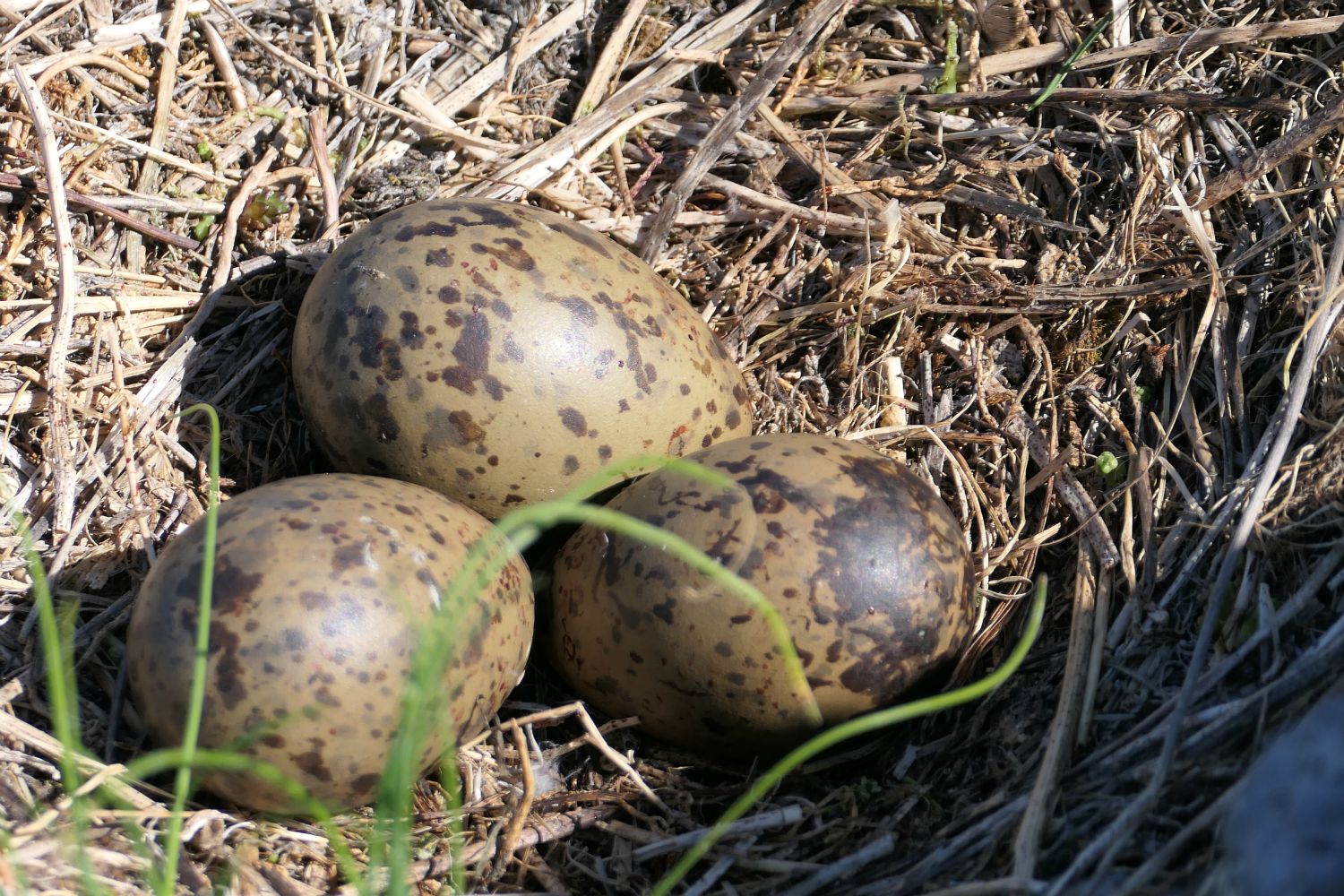 ...og dens egg.