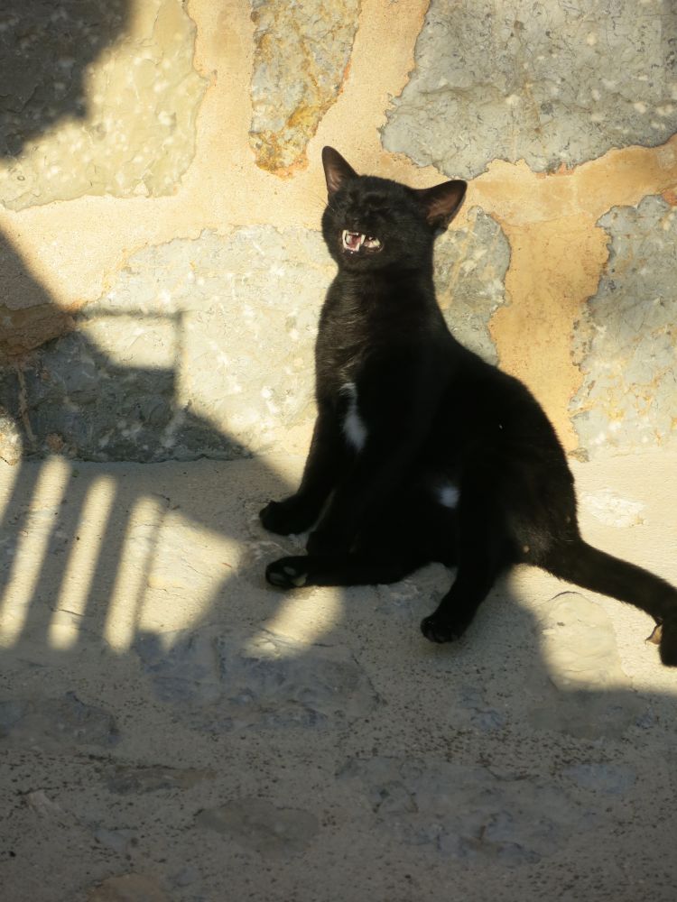 En kat kan også nyde solen