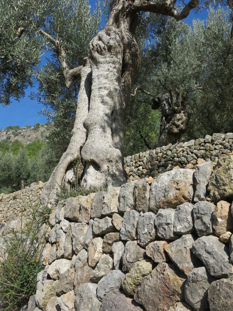 Landskabet består primært af to ting, sten og olivetræer