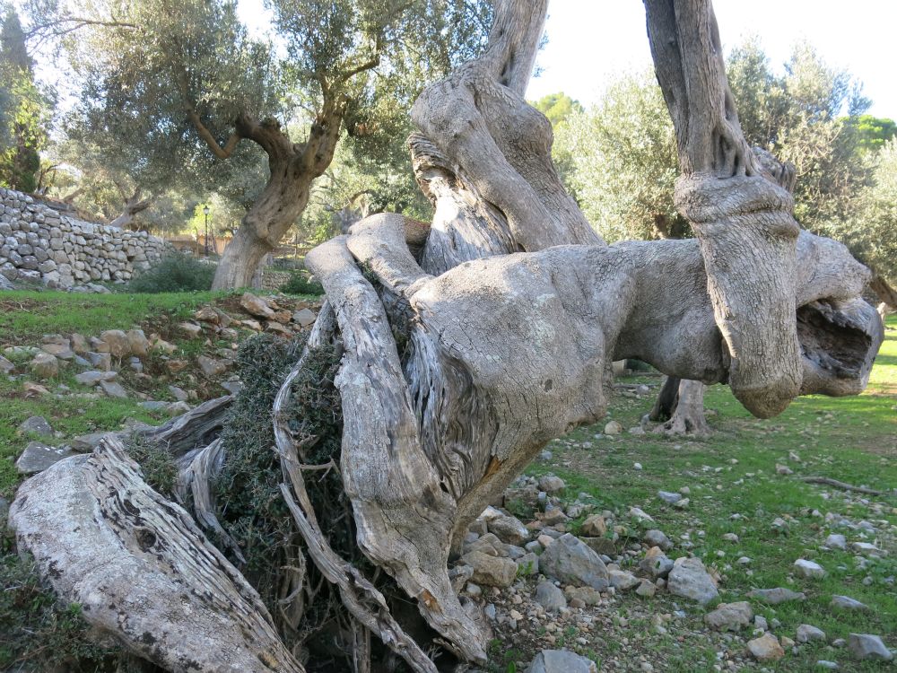 Oliventræer...