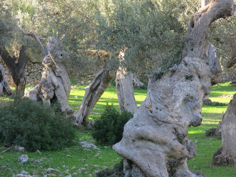 ... og flere oliventræer