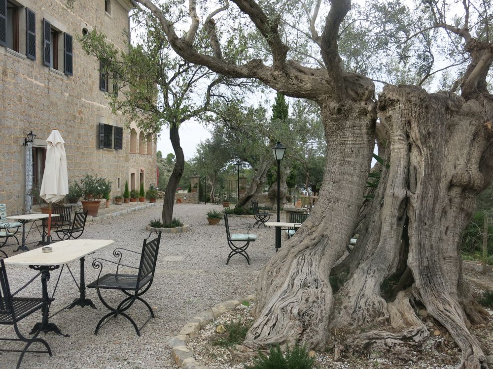 Gammelt oliventræ ved fincaen...