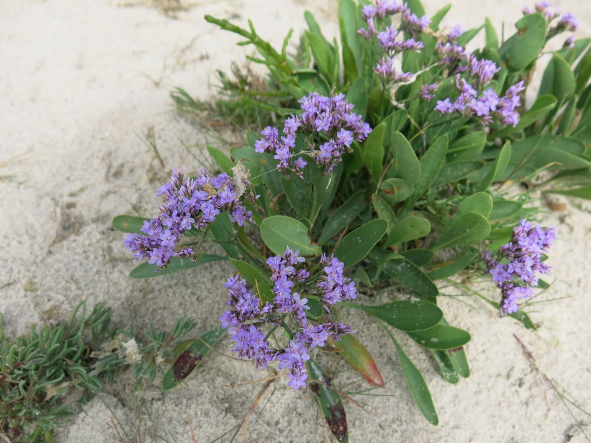 Hindebæger, en typisk vadehavsblomst