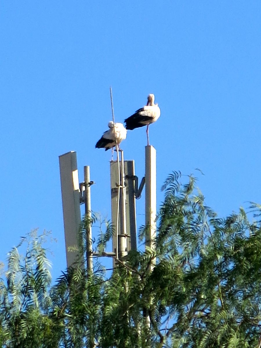 Mens vi soler, hører vi knepren. Det et par storke som raster på en mobilmast på nabogrunden