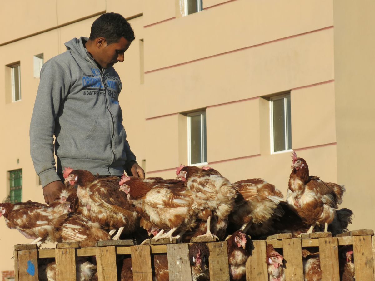 Desværre sker salget af dyr om morgenen, men lidt høner er der da igen