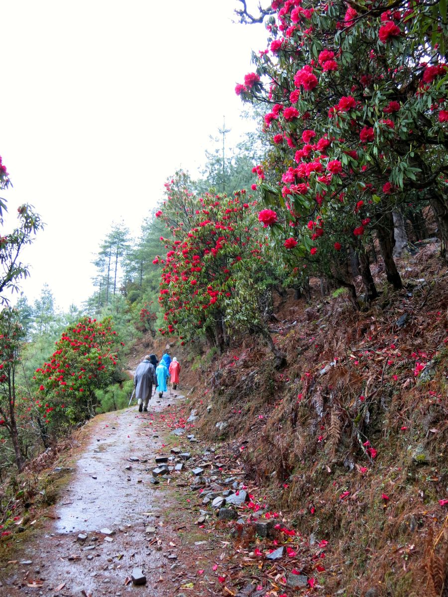Nu er vi i rhododendron-land