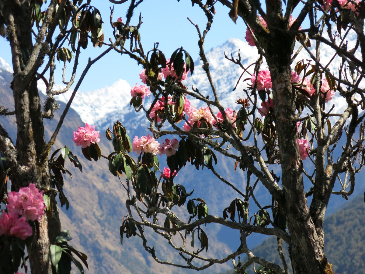 Lyserød rhododendron og hvid sne, pænere kan det næsten ikke blive