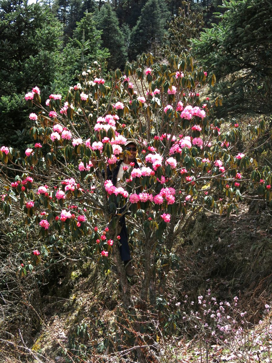 Krishna bestiger en rhododendron