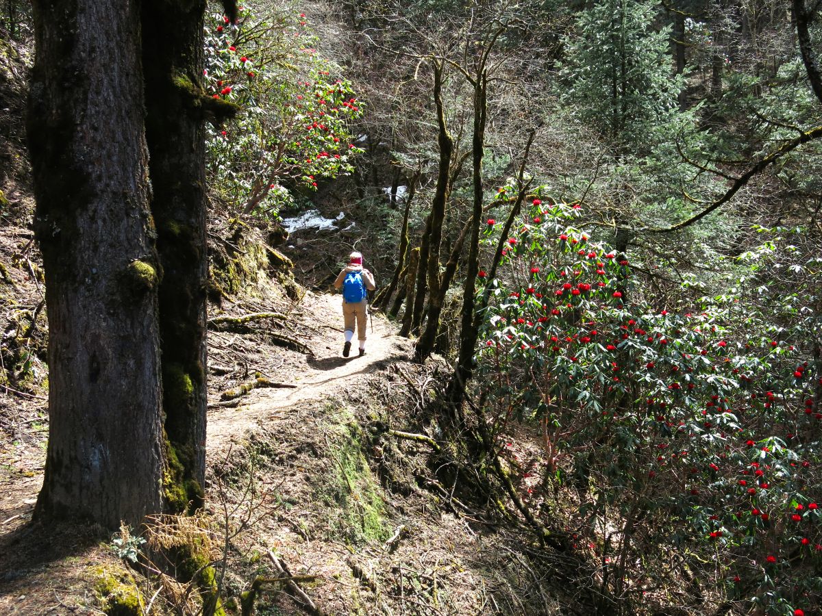 Overalt i skoven lyser rhododendron op