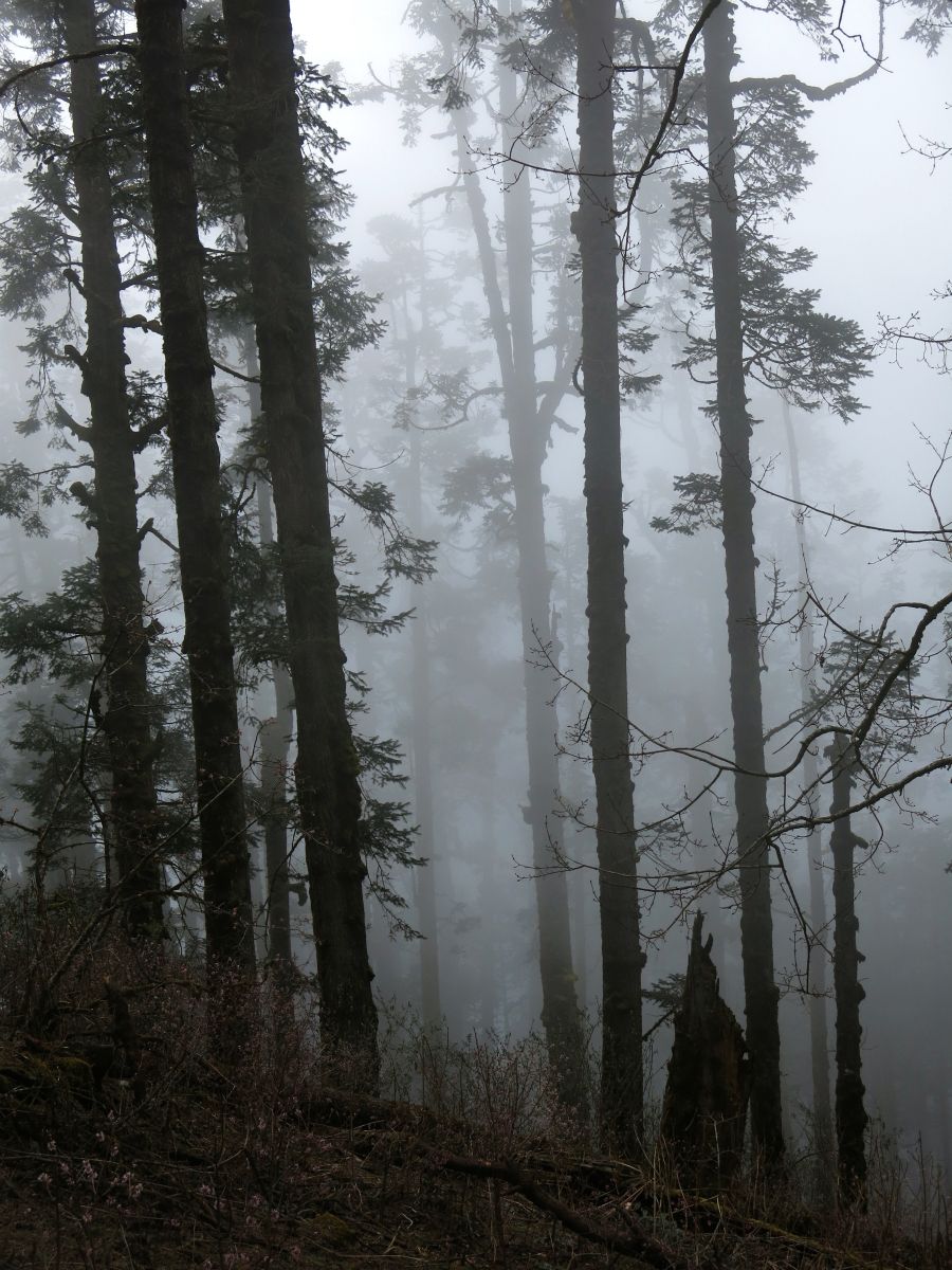 Skyerne vender tilbage og vi går i en troldsk tågeskov