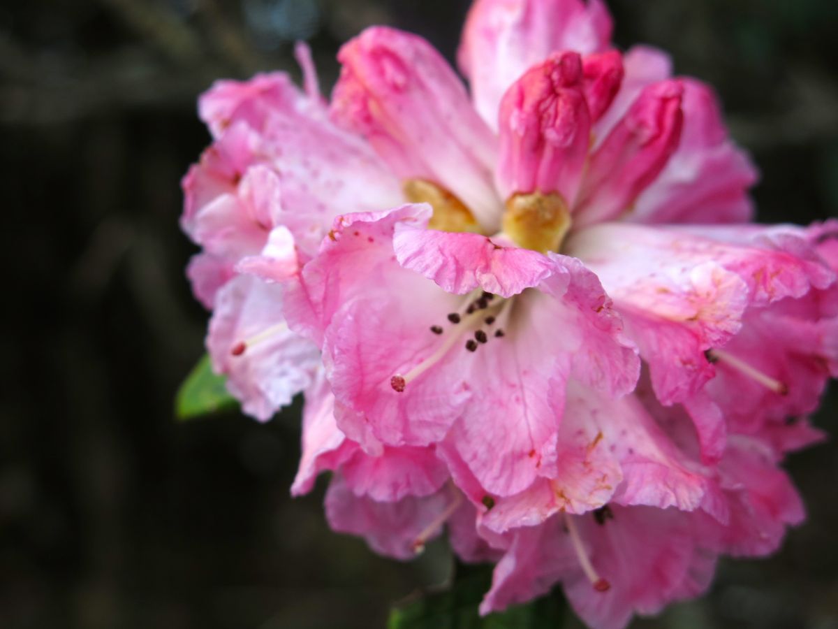 Nu dukker de første lyserøde rhododendron op