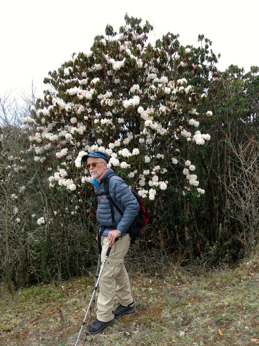 Henrik klæder den hvide rhododendron...
