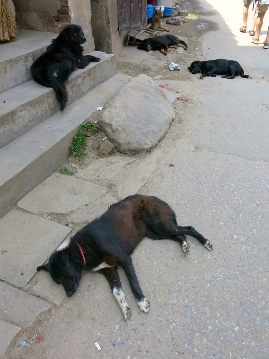 Hundene lever et godt hundeliv. De sover hele dagen på gaden, uden at blive kørt over