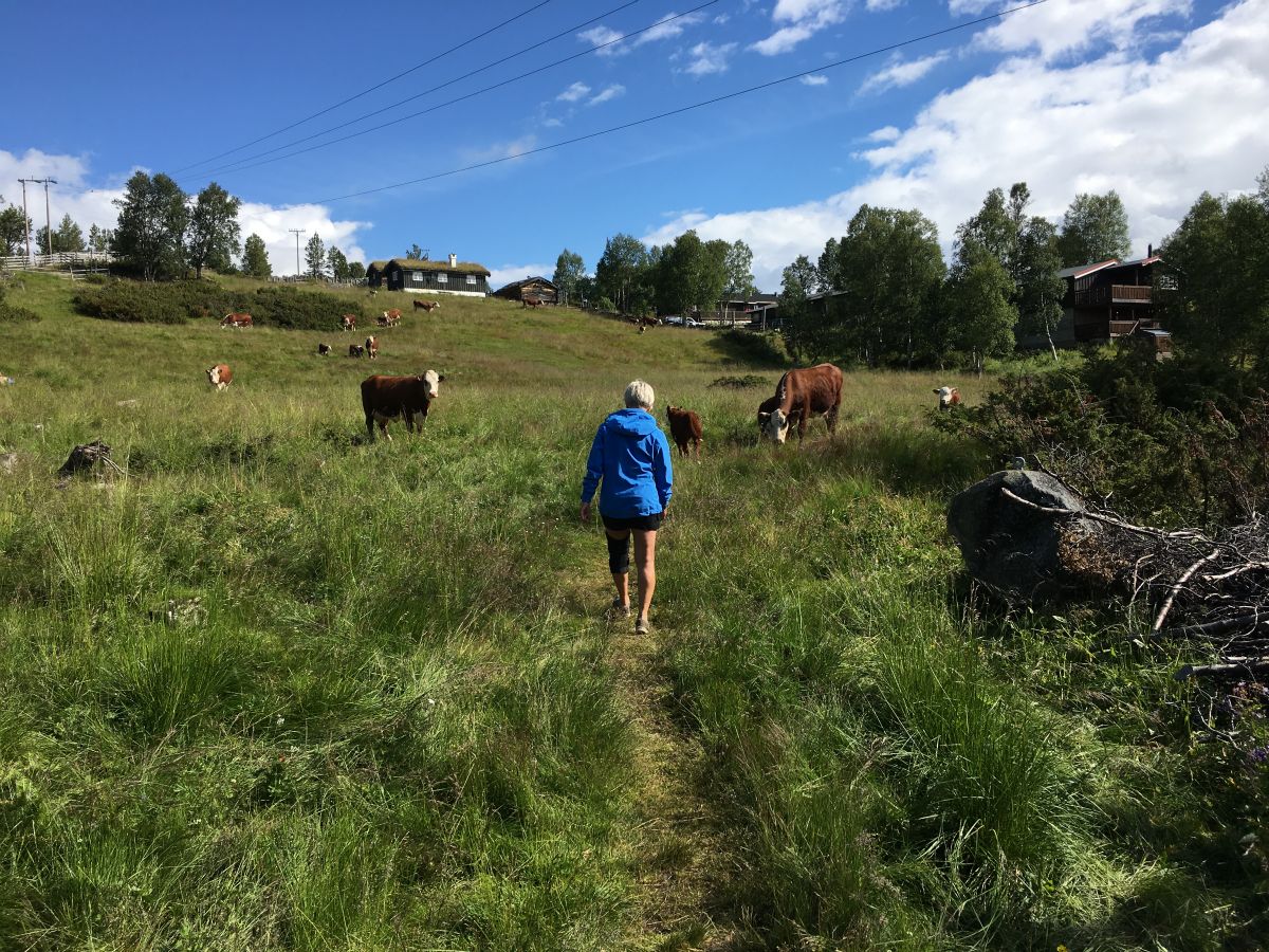 Stien op til Putten Seter går gennem køernes fold. Snart bliver de sluppet løs på fjeldet